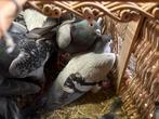 Slacht duiven 3 euro het stuk, Dieren en Toebehoren, Vogels | Overige Vogels
