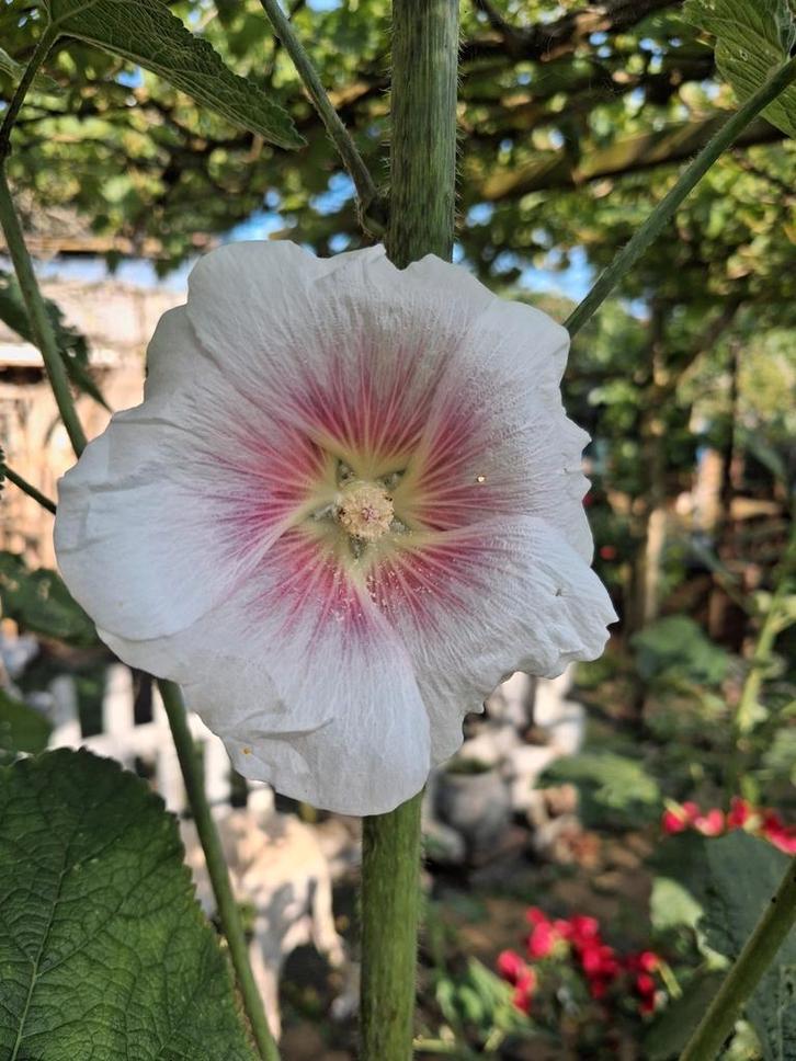 Biologische Stokroos Wit/Roze Zaden, Tuin en Terras, Bloembollen en Zaden, Ophalen of Verzenden