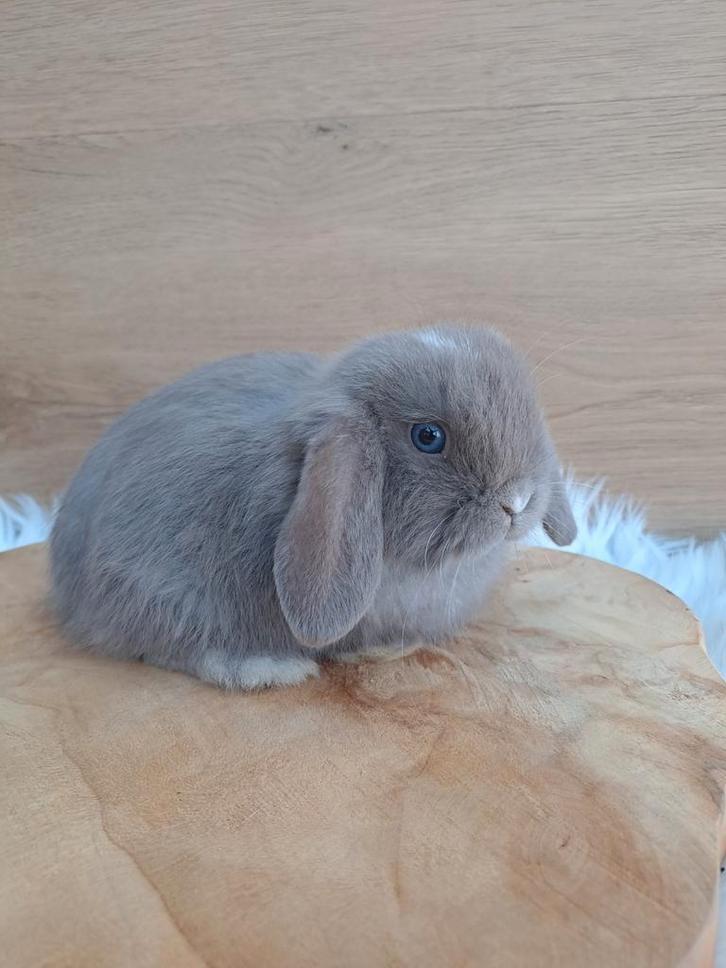 Lilac VM minilop voedstertje, Animaux & Accessoires, Lapins, Nain, Femelle, 0 à 2 ans, Oreilles tombantes