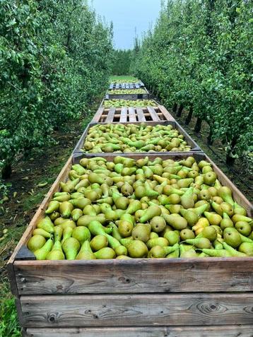perenplukkers gezocht, Enlèvement