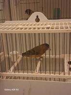 Métisse F1 reproducteur terrain du Venezuela canari raza trè, Animaux & Accessoires