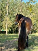 Weide gezocht, Dieren en Toebehoren, Stalling en Weidegang