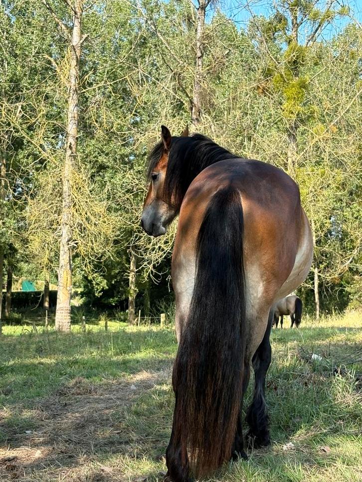 Weide gezocht, Dieren en Toebehoren, Stalling en Weidegang
