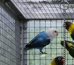 Agapornis fischeri D blauw opaline, Dieren en Toebehoren, Geslacht onbekend, Dwergpapegaai of Agapornis, Geringd
