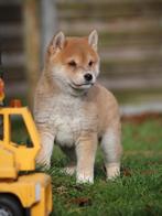 Shiba Inu, Dieren en Toebehoren, Honden | Poolhonden, Keeshonden en Oertypen, België, Overige rassen, CDV (hondenziekte), 8 tot 15 weken