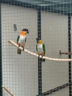 Koppel zwartkop caiques, Meerdere dieren, Papegaai, Geringd