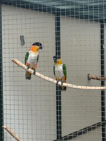 Koppel zwartkop caiques beschikbaar voor biedingen