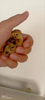 kwartel, Dieren en Toebehoren, Mannelijk