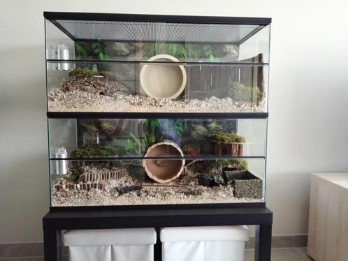 Hamsterkooi Kopen? Kies voor een Glazen Terrarium, Dieren en Toebehoren, Knaagdieren en Konijnen | Hokken en Kooien, Nieuw, Hok