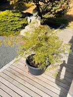 Japanse Esdoorn : Acer Palmatum  “ Dissectum “, Tuin en Terras, Vaste plant, Halfschaduw, Lente, Ophalen