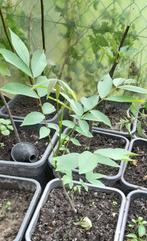 Plantes noix (noyer), Jardin & Terrasse, Plantes | Jardin, Enlèvement