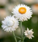 Goudstrobloem zaden, Xerochrysum bracteatum, Verzenden, Voorjaar, Volle zon, Zaad