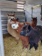 Mooie jonge alpaca hengstjes in vele kleuren