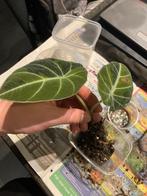 Alocasia Black velvet aurea variegata corms, Huis en Inrichting, Overige soorten, Minder dan 100 cm, Groene kamerplant, Halfschaduw
