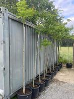 Albizia julibrissin Perzische slaapboom, Tuin en Terras, Ophalen