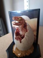Noble collection: raptor in ei, Ophalen, Zo goed als nieuw