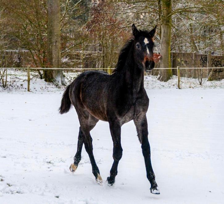 Veulen hengst, Animaux & Accessoires, Chevaux, Étalon, Non dressé