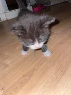 Kitten, Ophalen of Verzenden