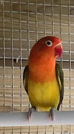 Fischerie opaline euwing groen / blauw MAN. 2022, Dieren en Toebehoren, Vogels | Parkieten en Papegaaien, Mannelijk, Dwergpapegaai of Agapornis