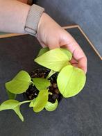 Epipremnum neon nr 2, Enlèvement