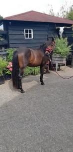 B pony   ruintje sport pony, Dieren en Toebehoren, Pony's, Ruin, B