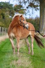 Mooie, grote, jonge haflingerruin. Bereden en betuigd, Dieren en Toebehoren, Ruin