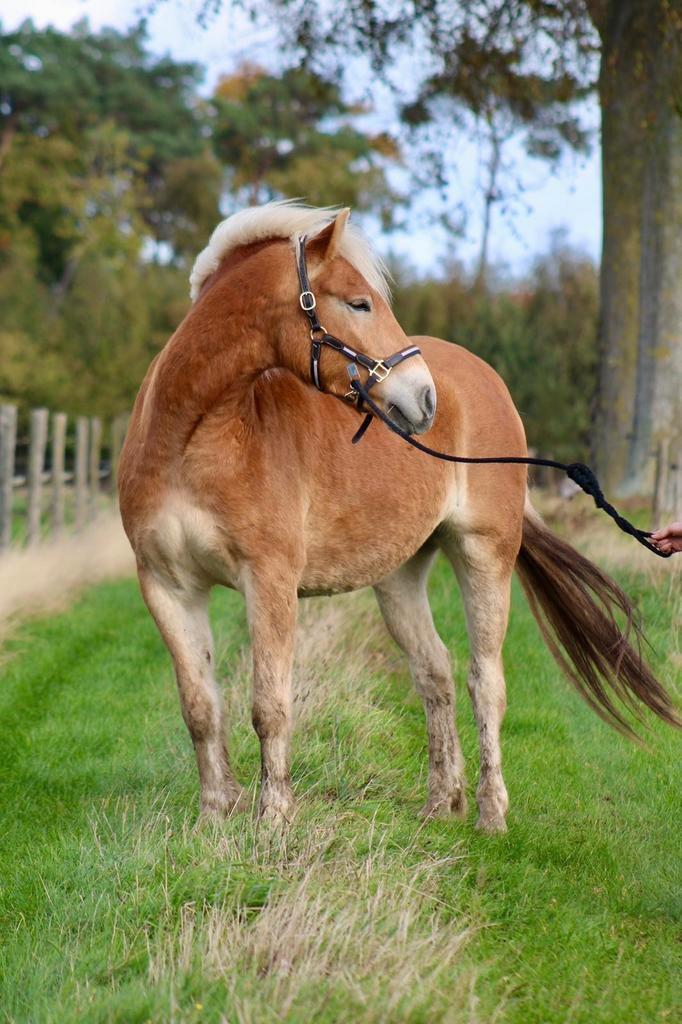 Mooie, grote, jonge haflingerruin. Bereden en betuigd, Dieren en Toebehoren, Pony's, Ruin