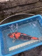 Meetbak koi. Binnenmaat65 cm tel 0484508252, Dieren en Toebehoren, Overige soorten