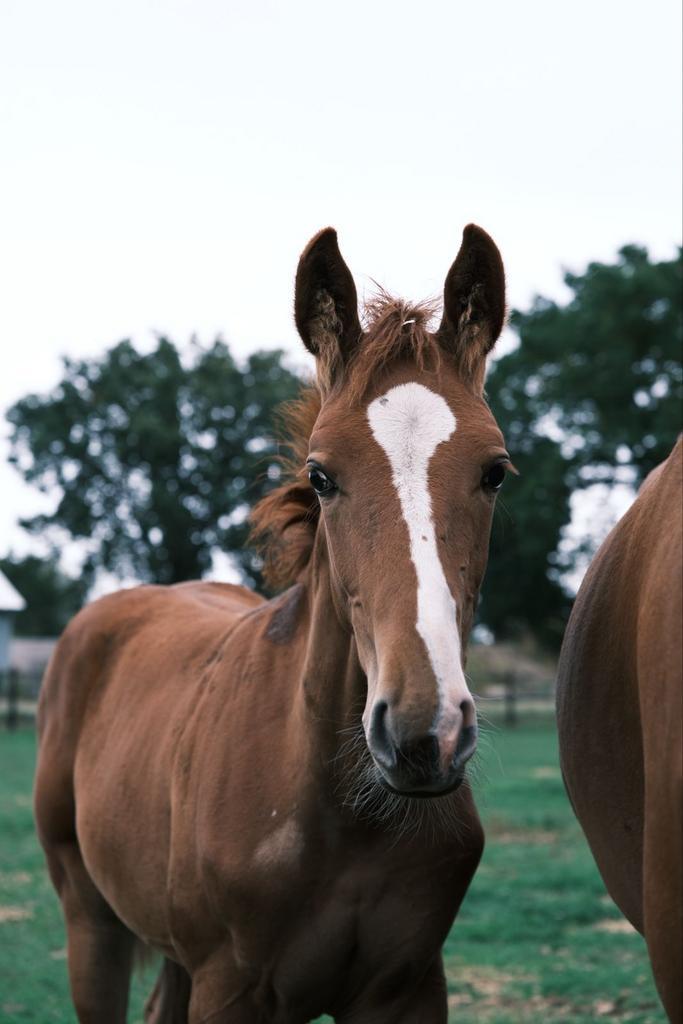 Modern springgefokt hengstveulen uit bewezen prestatielijnen, Animaux & Accessoires, Chevaux, Étalon, Z