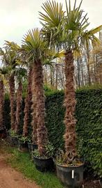 Palmbomen diverse maten, Tuin en Terras, Planten | Bomen, Ophalen