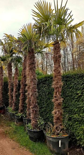 Palmbomen diverse maten beschikbaar voor biedingen