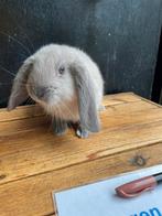 Apparte franse hangoor rammetjes, Dieren en Toebehoren, Konijnen, Hangoor