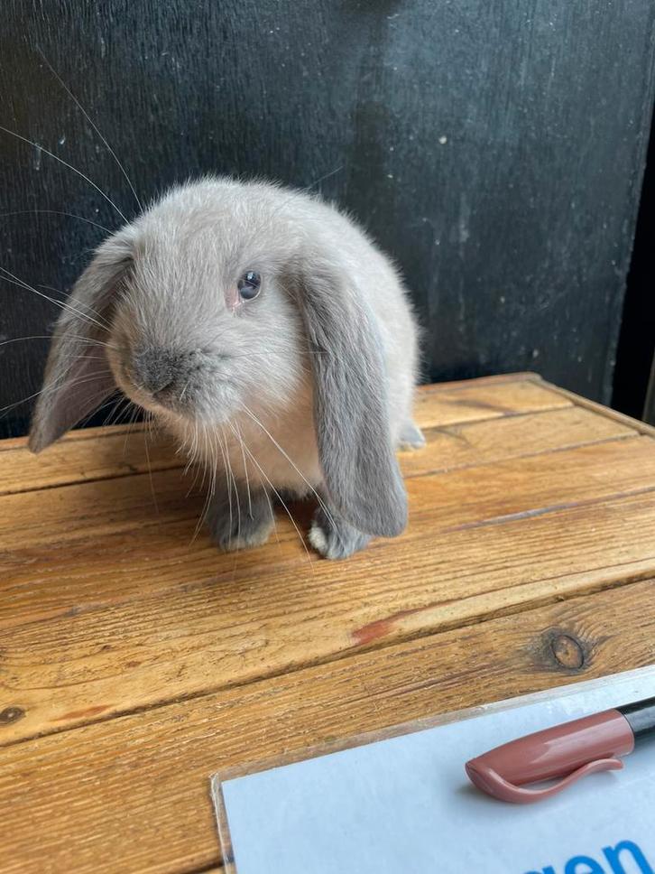 Apparte franse hangoor rammetjes, Dieren en Toebehoren, Konijnen, Hangoor