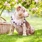 Prachtige American Bully pups ( laatste teefje / reutje ), Dieren en Toebehoren, Honden | Bulldogs, Pinschers en Molossers, België