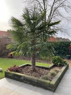 Trachycarpus fortunei (Chinese waaierpalm), Tuin en Terras, Planten | Bomen, Volle zon, Bloeit niet, Ophalen, Palmboom