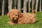 Prachtige abrikoos/rode dwergpoedel pups, Poedel, België, CDV (hondenziekte), 8 tot 15 weken