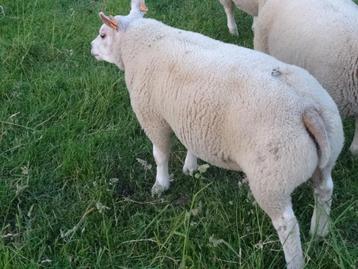 Ramlammeren  te koop beschikbaar voor biedingen