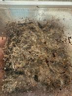 Springstaartjes en tropische pissebedden (gratis), Dieren en Toebehoren, Overige soorten