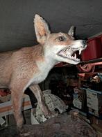 Taxidermie collectie, Enlèvement