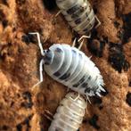 Porcellio laevis “Dairy Cow”, Dieren en Toebehoren, Insecten en Spinnen