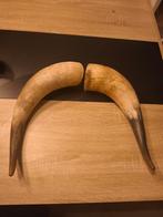 Hoorns, Verzamelen, Dierenverzamelingen, Ophalen