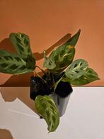 Calathea, Huis en Inrichting, Kamerplanten, Ophalen