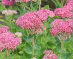 Hemelsleutel  BIJENPLANT, Tuin en Terras, Planten | Tuinplanten, Volle zon, Vaste plant, Zomer, Ophalen