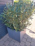 Oleanders, Tuin en Terras, Ophalen