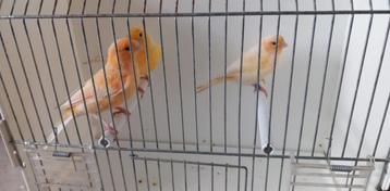 Kanaries en een kruising vink met kanarie
