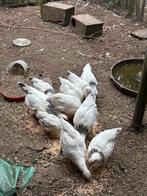 Jonge kippen, Dieren en Toebehoren, Pluimvee