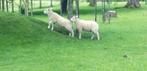 moutons à vendre, Animaux & Accessoires, Animaux Autre, Plusieurs animaux