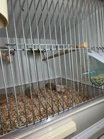 Zebravinken, Tropenvogel