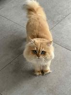 Perzisch kitten beschikbaar, Ophalen of Verzenden, Zo goed als nieuw