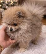 Chiots de Poméranie en peluche, Particulier, Loulou, Chien (mâle), Parvovirose